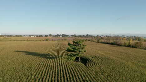 Tall-tree-standing-out-in-middle-of-farm-field-with-rows-of-crops-planted-around-it