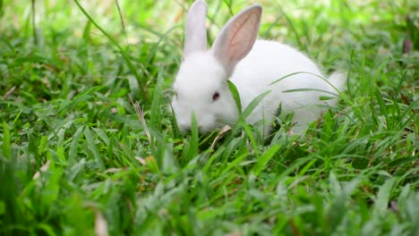 Cute-and-cuddly-albino-bunny-rabbit-baby-on-the-grass-field,-Got-red-eyes-and-long-eyelashes,-Long-ears-up,-Light-passing-through-the-long-ears-and-pink-veins-clearly-visible