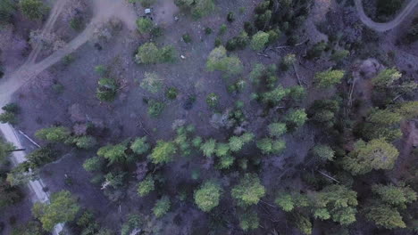 Top-down-birds-eye-view-aerial-shot-of-a-forest-with-logging-and-deforestation