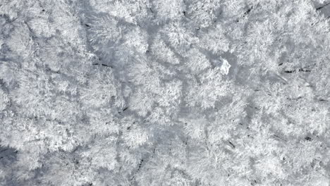 Rising-Aerial-Shot-Of-Winter-Forest-Nature-Landscape,-Trees-Covered-In-Snow-And-Ice