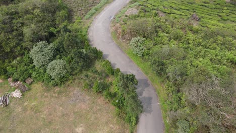 Aerial-view-of-road-in-the-middle-of-tea-plantation-with-trees-in-the-wind