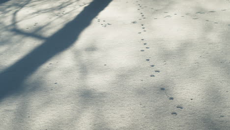 Animal-footprint-tracks-imprinted-in-Snow-coated-ground-with-long-shadows-from-forest-around---High-angle-tripod-panning-shot