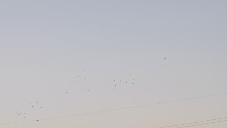 Bandada-De-Aves-Migratorias-Volando-Por-Encima-De-Las-Líneas-Eléctricas-Durante-El-Día-En-Tokio,-Japón