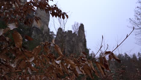 snowy-leaves-with-sandstone-rock-pillars-in-the-background,-Prachov-Rocks,-Bohemian-Paradise-in-winter,-truck-right