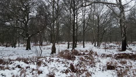 Drone-low-pull-back-shot-over-frozen-ground-in-snowy-woodland-forest-Epping-UK