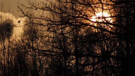 Sunrise-behind-black-trees