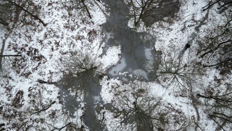 Bosque-Cubierto-De-Nieve-árboles-Desnudos-Congelados-Aéreo-Arriba-Pov-4k