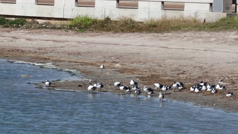 Small-colony-of-laughing-gulls-on-bay-beach-at-the-base-of-causeway-bridge