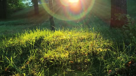 Warm-summer-sun-light-shining-through-wild-grass-field