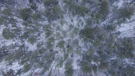 Scenery-Of-Snowing-Pine-Spruce-Treetops-During-Winter-In-A-Forest-Park-On-Countryside