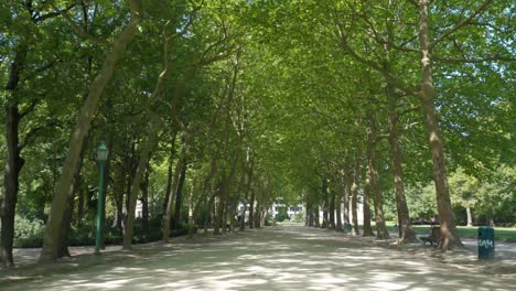 Tiro-De-Plataforma-Rodante-Hacia-Adelante-En-Un-Hermoso-Parque-Con-árboles-Verdes-Y-Follaje-Al-Lado-De-La-Calle-Del-Parque