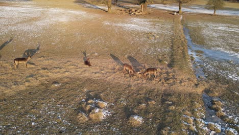 Wild-deer-stags-fights-aerial-footage