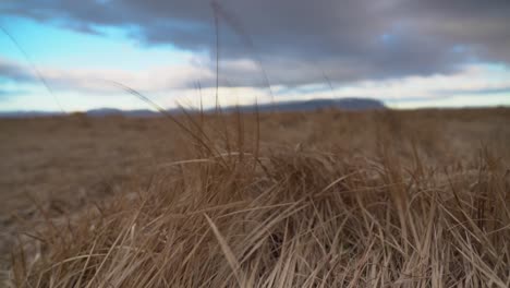 Trockenes-Gras,-Das-Bei-Bewölktem-Wetter-Vom-Wind-Auf-Dem-Feld-Verweht-Wird