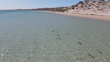 4K-Group-of-sharks-close-to-beach-danger-risk-wildlife-aerial-shot-60fps-slow-motion