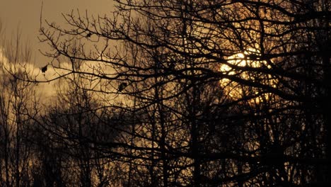 Sunrise-behind-black-trees