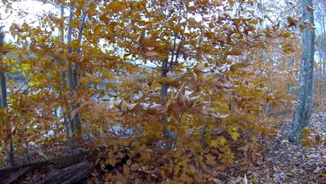 Steadicam-shot-moves-through-autumn-leaves-beside-lake