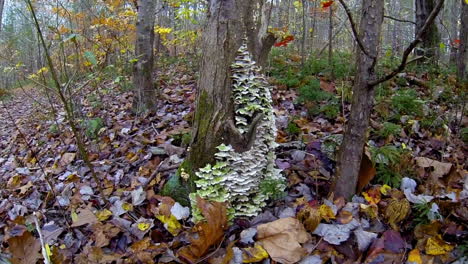 Shot-jibs-down-tree-trunk-in-slow-motion-to-grouping-of-Turkey-Tail-fungus-