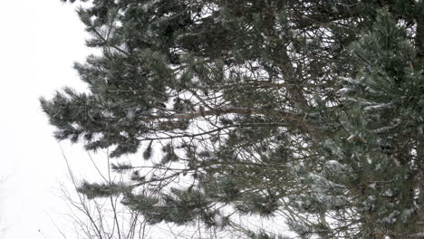 Snow-falling-in-front-of-pine-tree