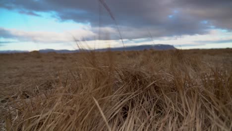 Brown-Grass-Swaying-As-The-Wind-Blows-Near-Olfusa-River-In-Iceland-During-Cloudy-Day