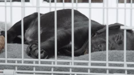 Kleiner-Schwarzer-Labrador,-Der-Langsam-Atmet,-Während-Er-Auf-Einer-Grauen-Decke-In-Einem-Silbernen-Käfig-Schläft