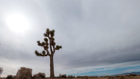 24-Stunden-Zeitraffer-Der-Mojave-Wüste-Und-Des-Joshua-Baums-Mit-Wolkengebilde,-Sonnenaufgang,-Sonnenuntergang-Und-Den-Nachtsternen