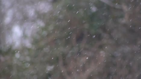 Schnell-Fallende-Und-Wirbelnde-Schneeflocken-In-Einem-Park-In-Schottland