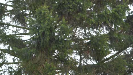 Pine-tree-during-snowfall-in-winter-season