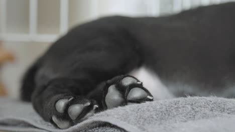 Small-young-Black-Labrador-breathing-while-relaxing-on-a-gray-blanket-in-a-cage-with-streched-legs-and-cute-paw-print-and-sharp-nails