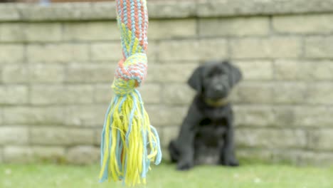 Small-Black-Labrador-waiting-in-the-background-in-front-of-a-wall-to-go-for-the-multiple-colored-braided-swinging-rope