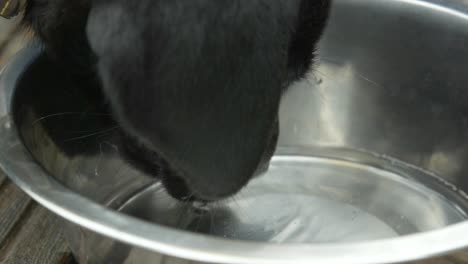 Small-young-Black-Labrador-licking-water-to-drink-from-a-silver-reflecting-bowl