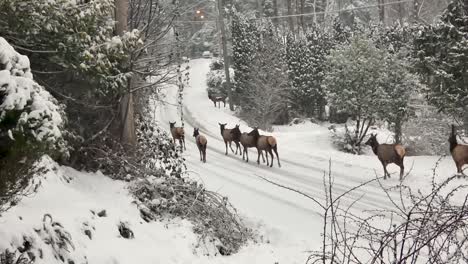 Herd-of-elk-walking-down-a-snow-covered-road-in-BC-Canada