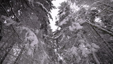 Blick-Nach-Oben-Durch-Schneebedeckte-Nadelbäume-Und-Bedeckten-Himmel-Im-Winter---Low-Angle-Shot
