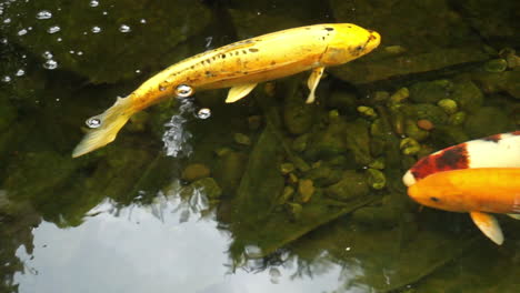 Koi-Und-Goldfische-Schwimmen-Im-Teich-Mit-Mosaikpflanze