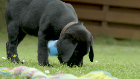 Small-young-Black-Labrador-wearing-a-brown-collar-while-standing-at-the-green-grass-and-sniffing-at-the-ground-on-a-summer-day