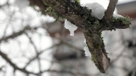 Close-up-shot-of-snow-lying-on-wooden-branch-and-thawing-during-warm-day-after-cold-snow-storm