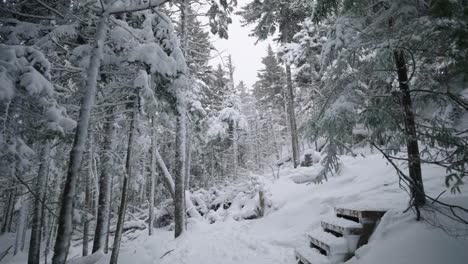 Pinos-En-El-Bosque-Cubierto-De-Nieve-Durante-El-Invierno-En-Quebec,-Canadá