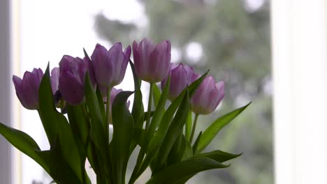 Bunch-of-romantic-lilac-tulips-near-window-during-winter-snowfall