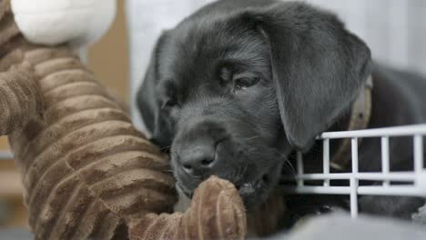 Small-young-Black-Labrador-standing-in-a-white-cage-and-licking-and-chewing-on-a-brown-stuffed-monkey-inside-a-house