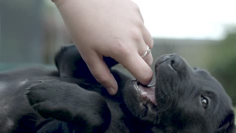 Kleiner-Junger-Schwarzer-Labrador,-Der-Auf-Dem-Boden-Liegt,-Während-Er-Spielt-Und-An-Den-Fingern-Und-Ringen-An-Der-Hand-Einer-Frau-Kaut