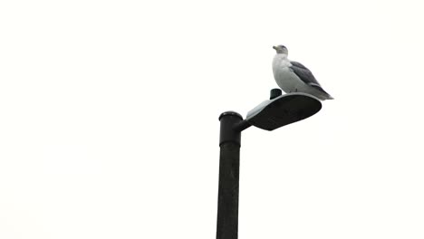 Lonely-Seagull-Sits-On-Lantern-Against-white-bright-Sky-in-Background