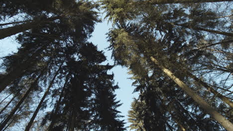 Moving-through-pine-forest-looking-upwards-at-crowns-of-spruce-trees