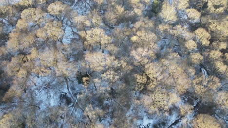 Wald-Im-Winter-Licht-Schnee-Bucht-Straße-Enthüllen-Drohne-Pov-4k