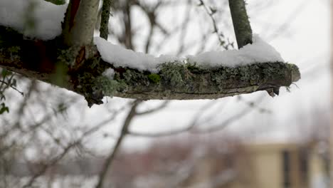 Snow-capped-wooden-leafless-tree-branch-after-blizzard-during-cloudy-day