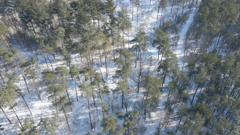 Aerial-of-peaceful-forest-in-winter
