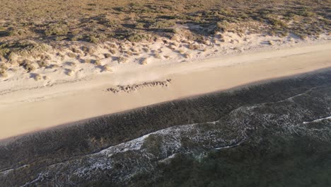 4K-Flying-over-beautiful-deserted-beach-coast-in-Western-Australia-Aerial-60FPS-Slow-Motion
