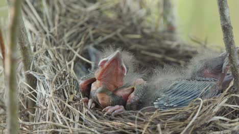 Vogelbaby-Ohne-Federn-Und-Mit-Geschlossenen-Augen-Bewegt-Die-Füße,-Streckt-Den-Hals-Und-Schläft-Ein