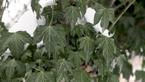 Macro-shot-of-snowy-green-ivy-leaves-thawing-during-warm-weather