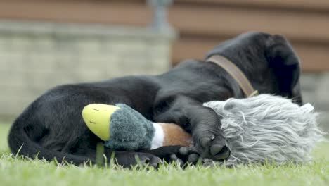 Small-young-Black-Labrador-hugging-a-stuffed-duck-on-a-green-meadow-in-the-garden