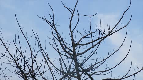 Ein-Toter-Baum-Vor-Dem-Hintergrund-Des-Blauen-Himmels