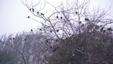 Group-of-small-black-birds-sitting-and-looking-around-in-a-withered-tree-while-some-birds-are-flying-around-on-a-snowy-day